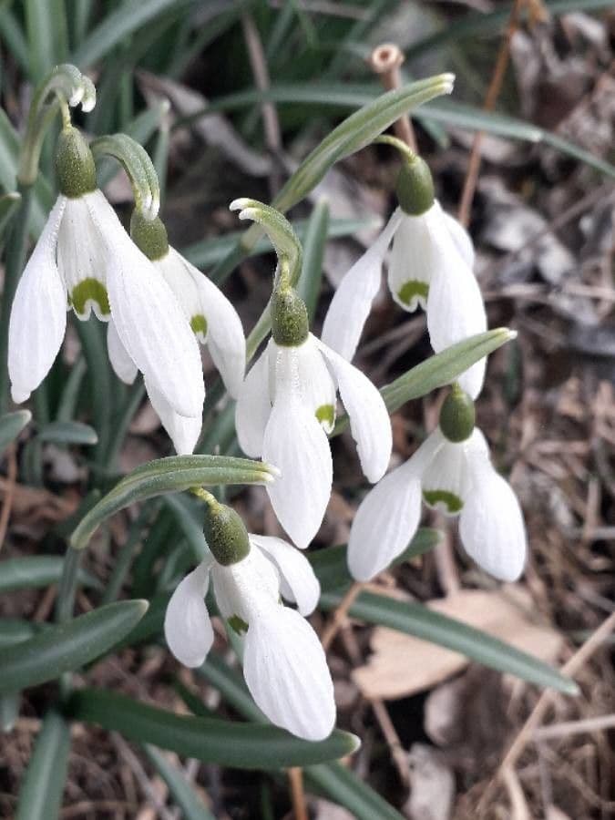Sněženka podsněžník 7