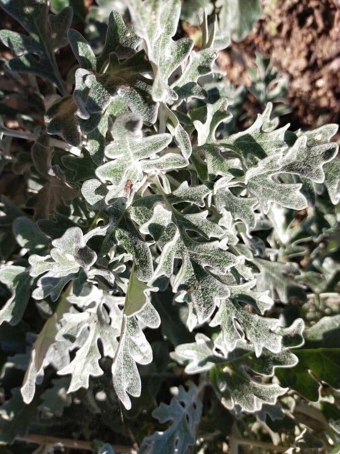 Cineraria 18