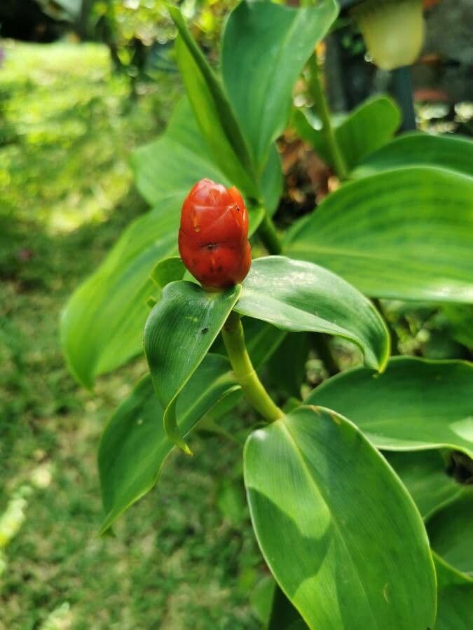Costus spiralé