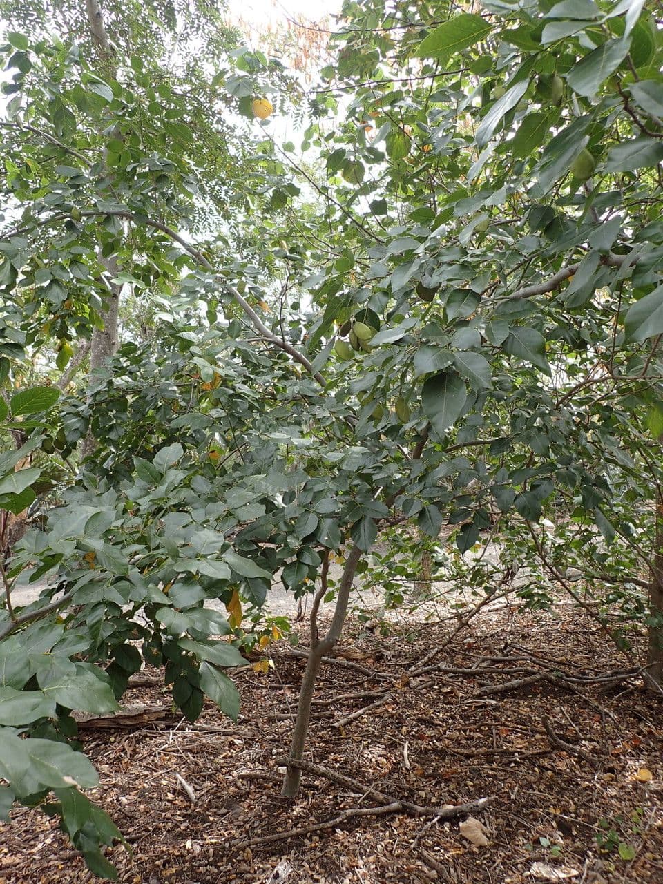 Pongamia 15