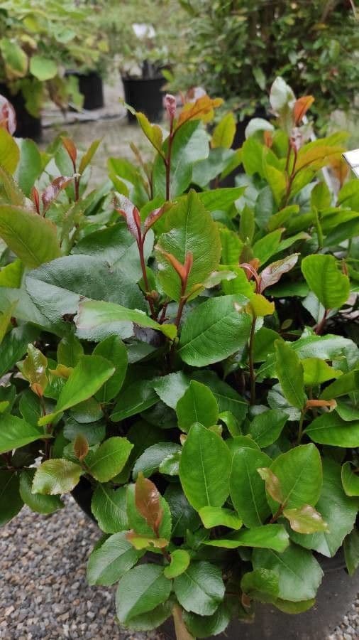 Khat