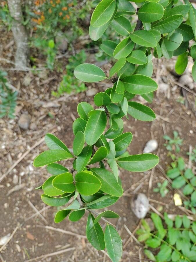 Annona 11