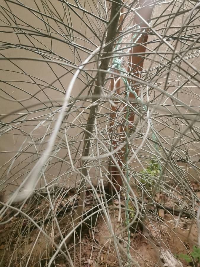 Rhamnus 19