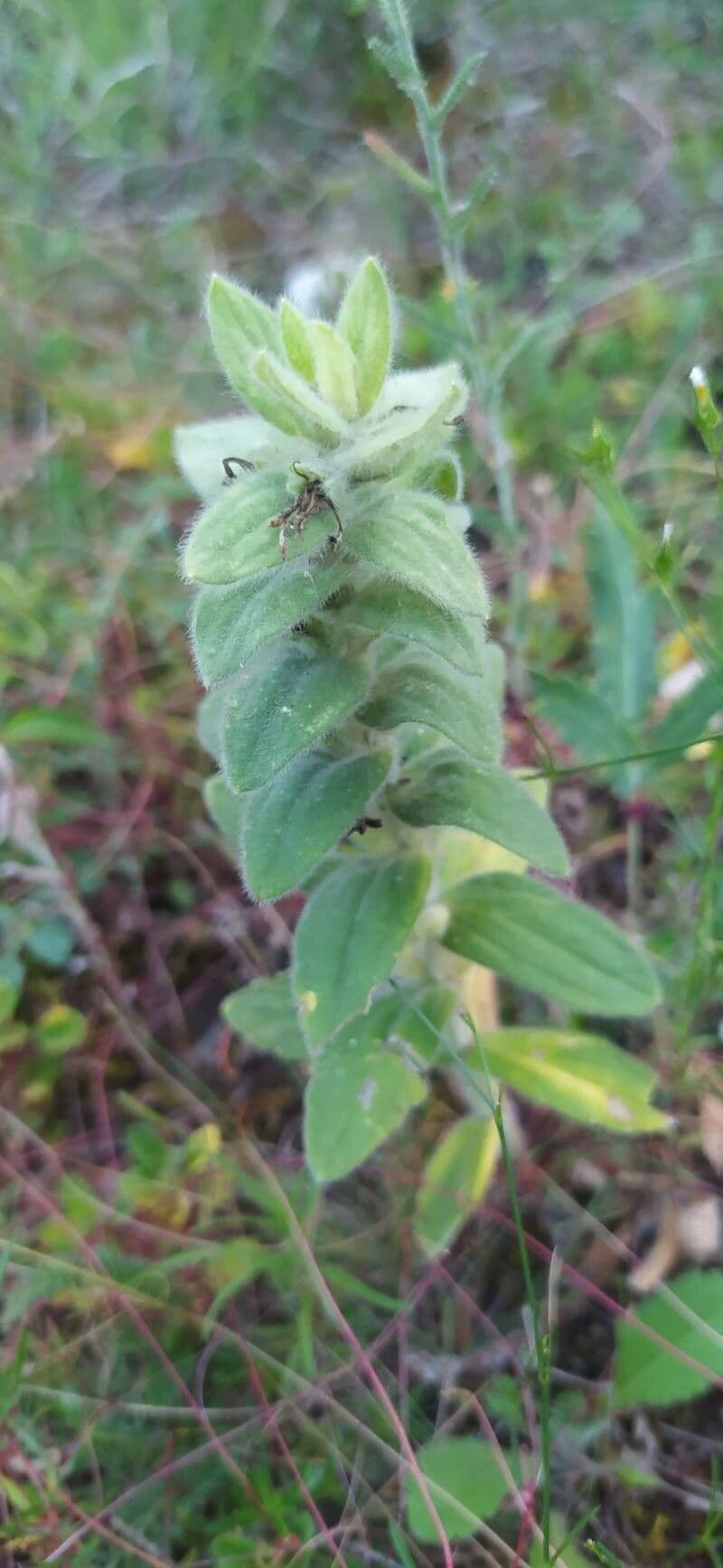 Ajuga 5