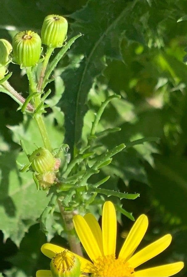 Senecio glauco 10