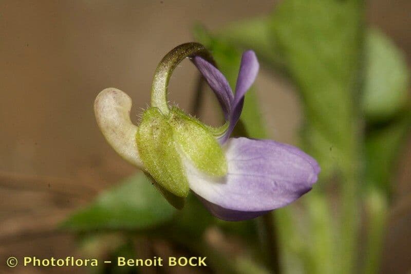 Viola dei colli 4