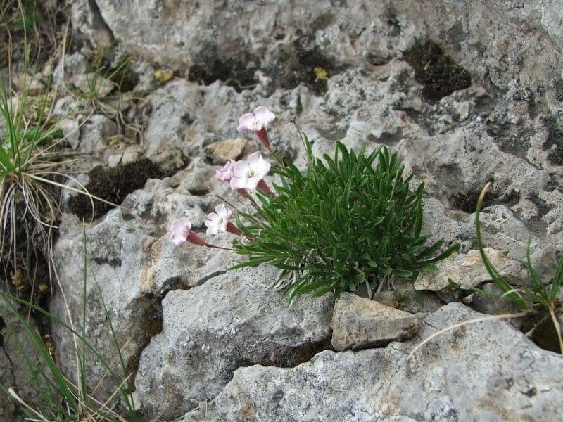 Silene 9