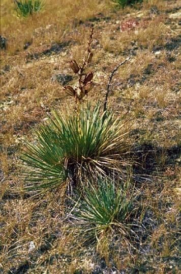 Yucca glauca 12