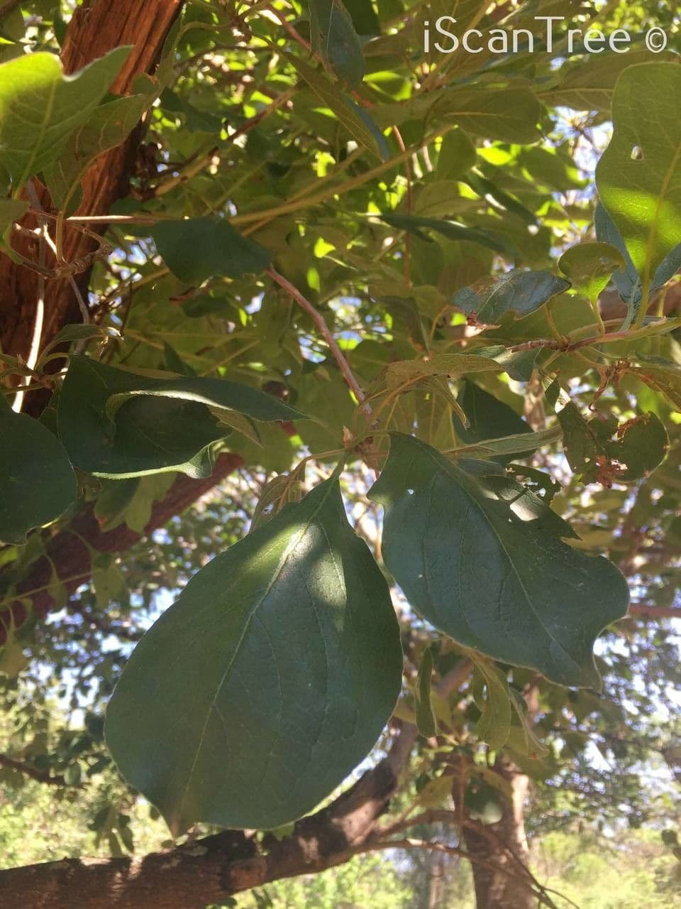 Terminalia 5