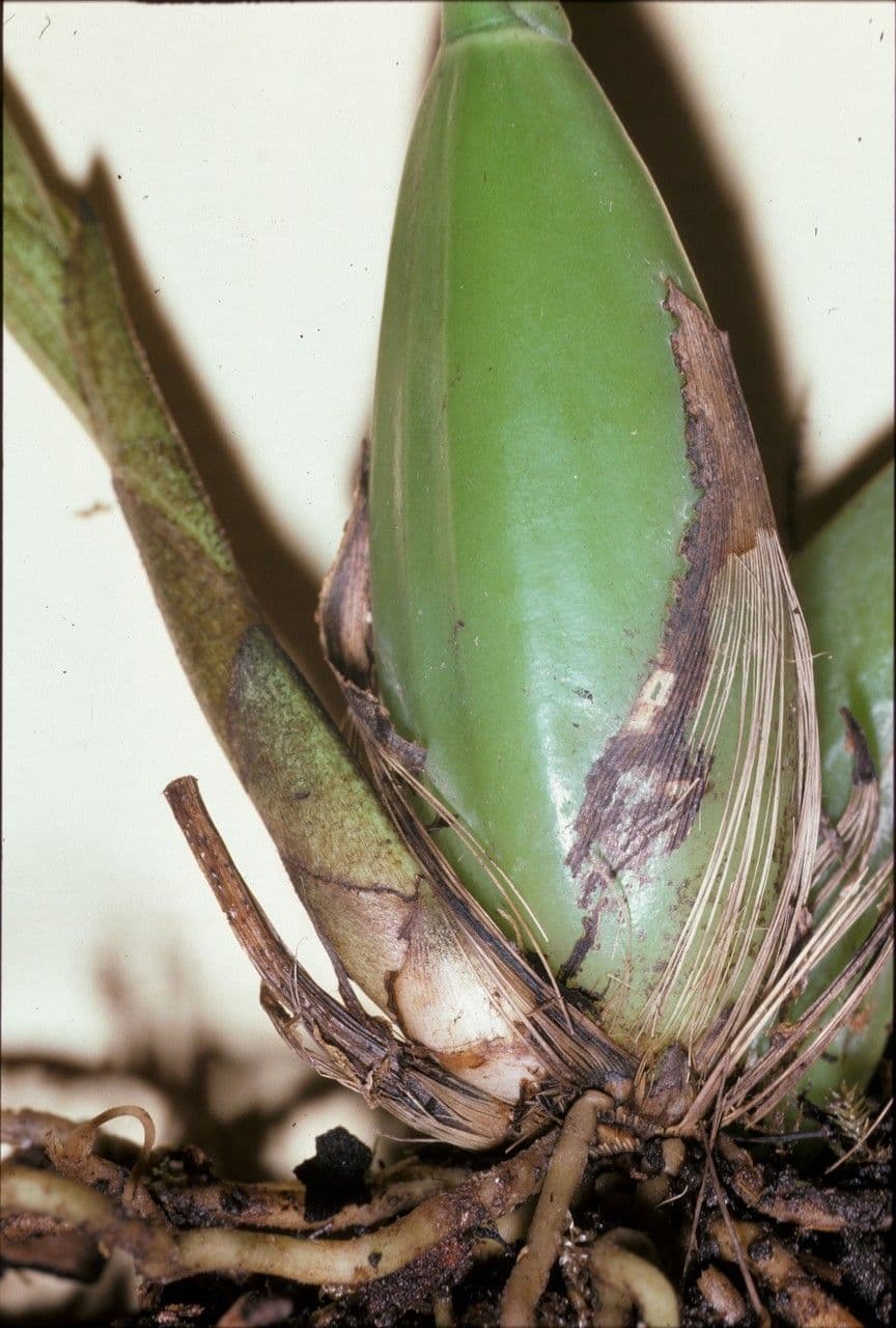 Xylobium 3