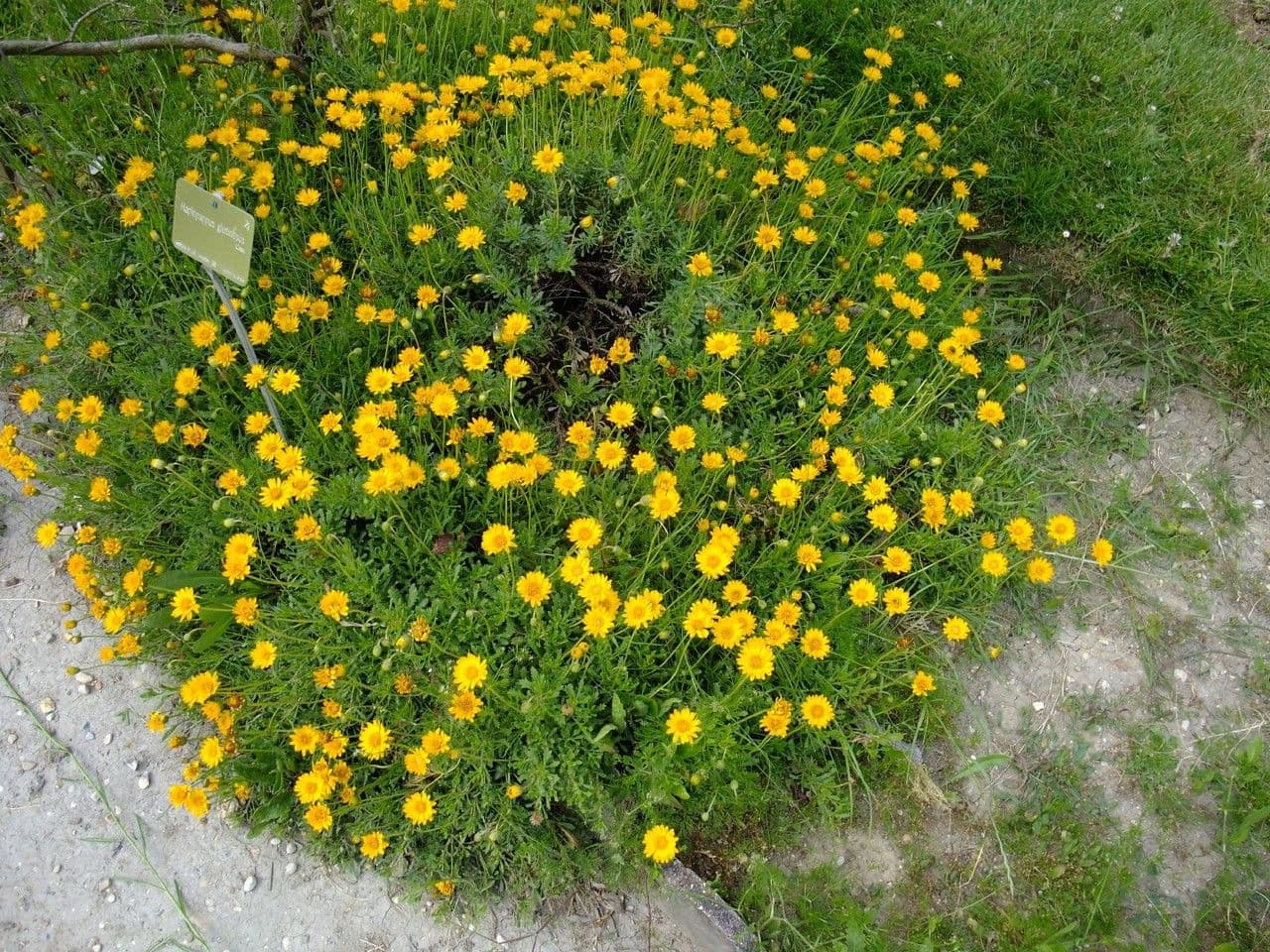 Haplopappus 9