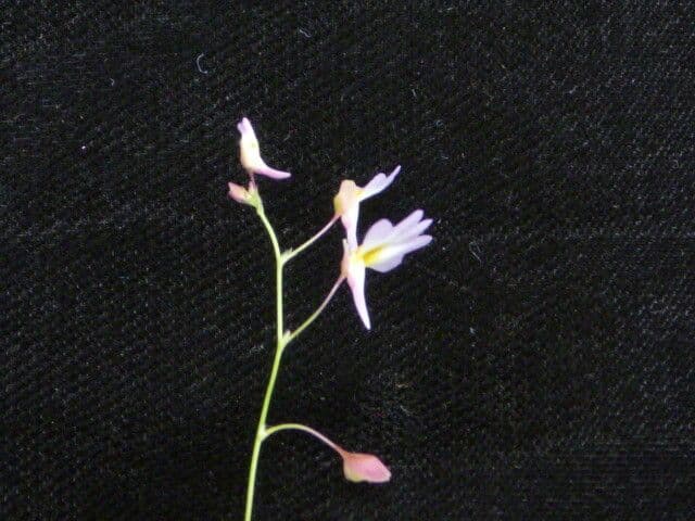 Utricolaria striata 4