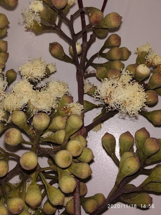 Eucalipto limone 2