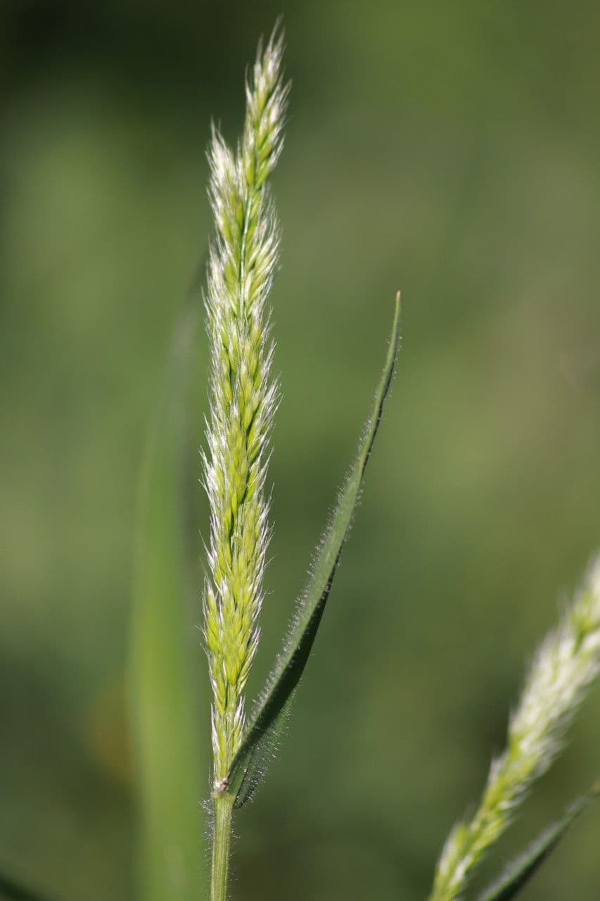 Trisetaria panicea 16