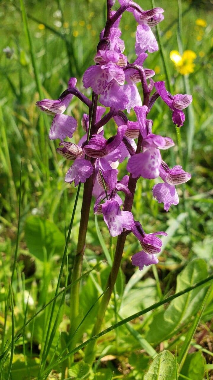 Orchide minore 23