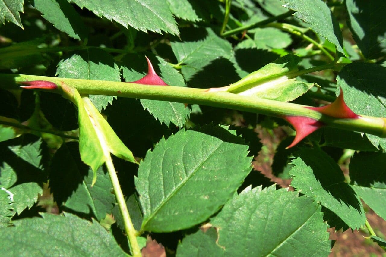 Rosa selvatica comune 29