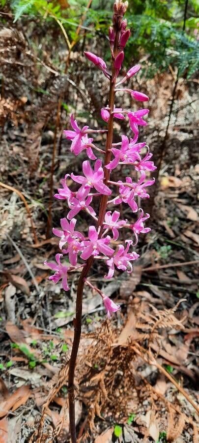 Dipodium 4
