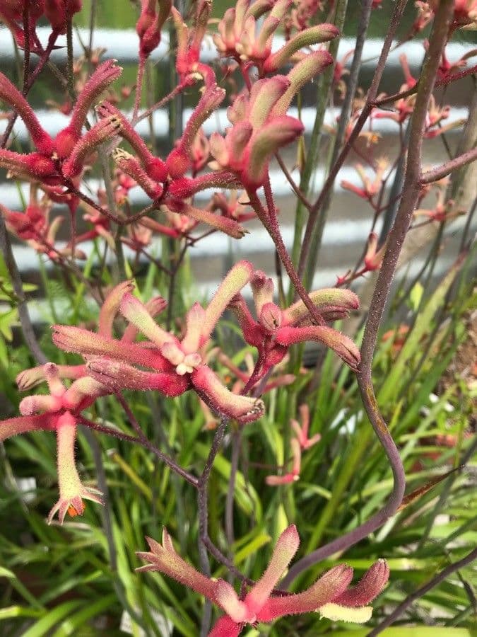 Anigozanthos 3