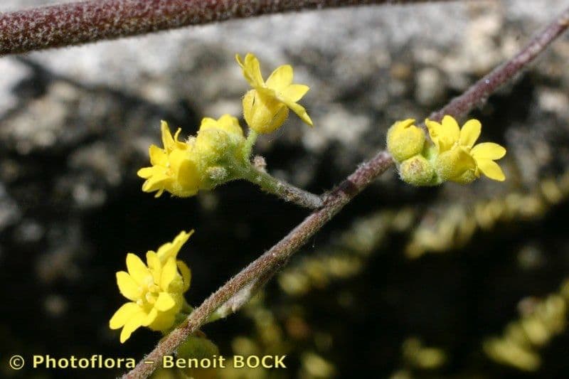 Aurinia petraea 14