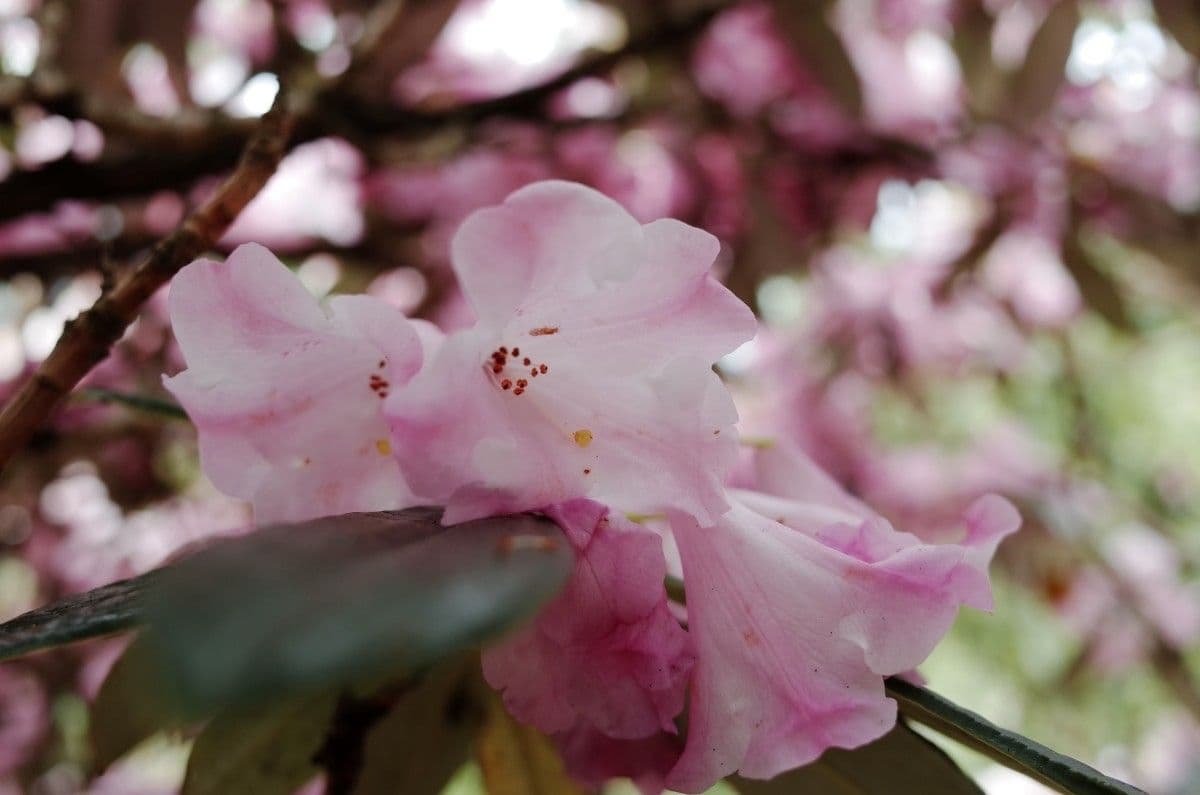 Rhododendron 8