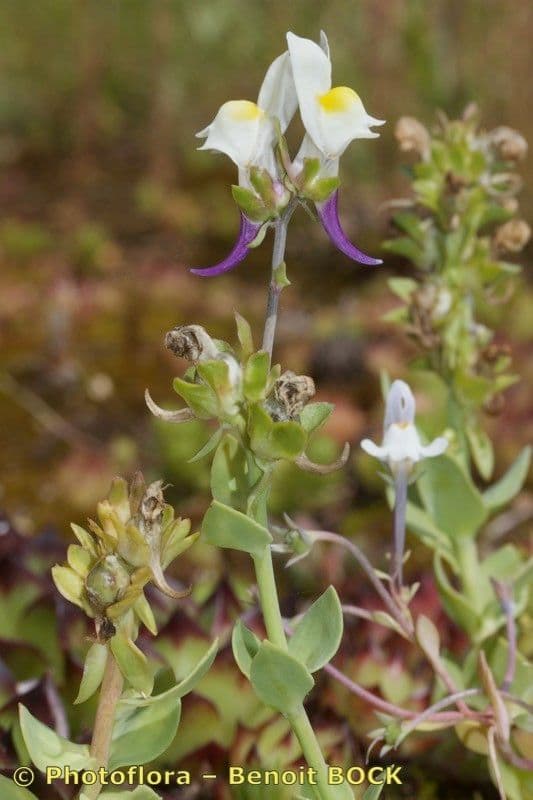 Linaria triphylla 18