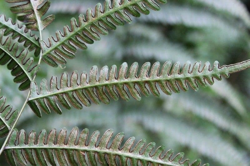 Pteris linearis 5