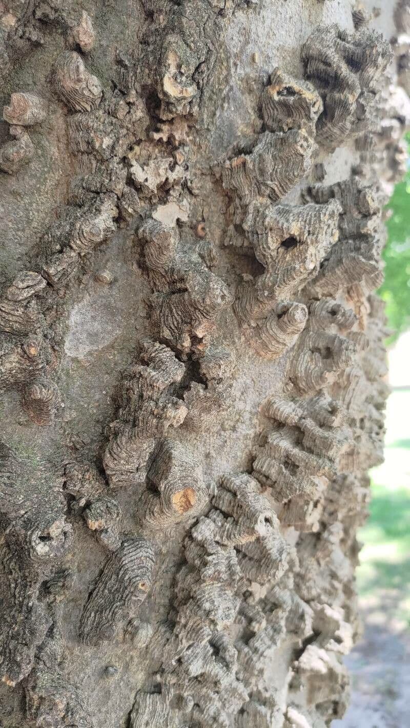 Celtis laevigata 21