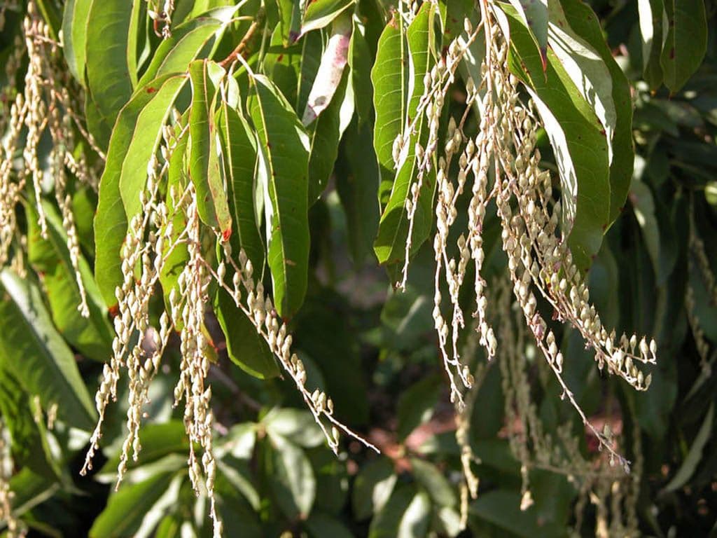 Oxydendrum 2