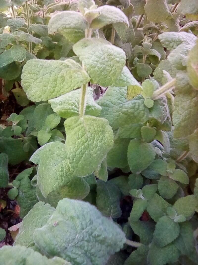 Menta villosa 8