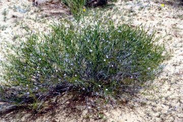 Henophyton 4