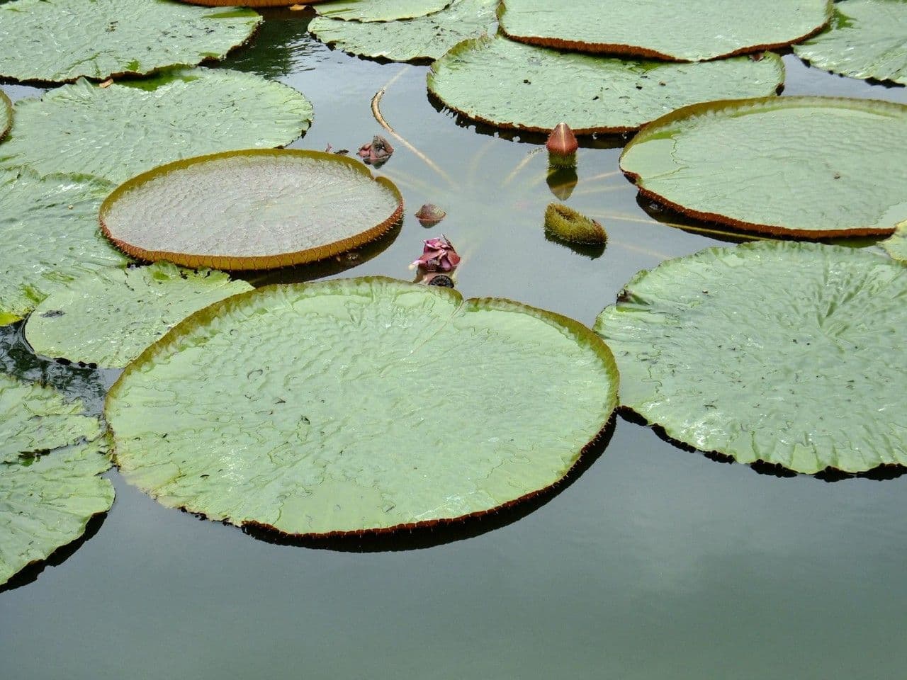 Kreuzblättrige Seerose 11