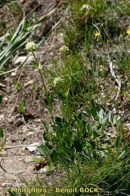 Saponaria bellidifolia 13