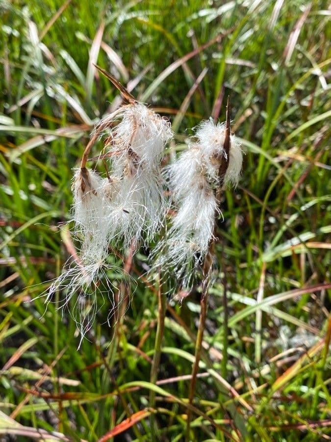 Schmalblättriges Wollgras 7