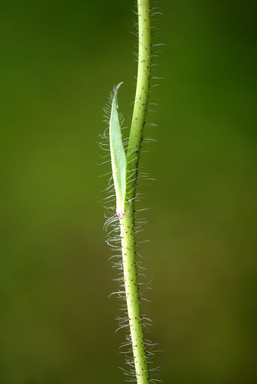 Pilosella caespitosa 17