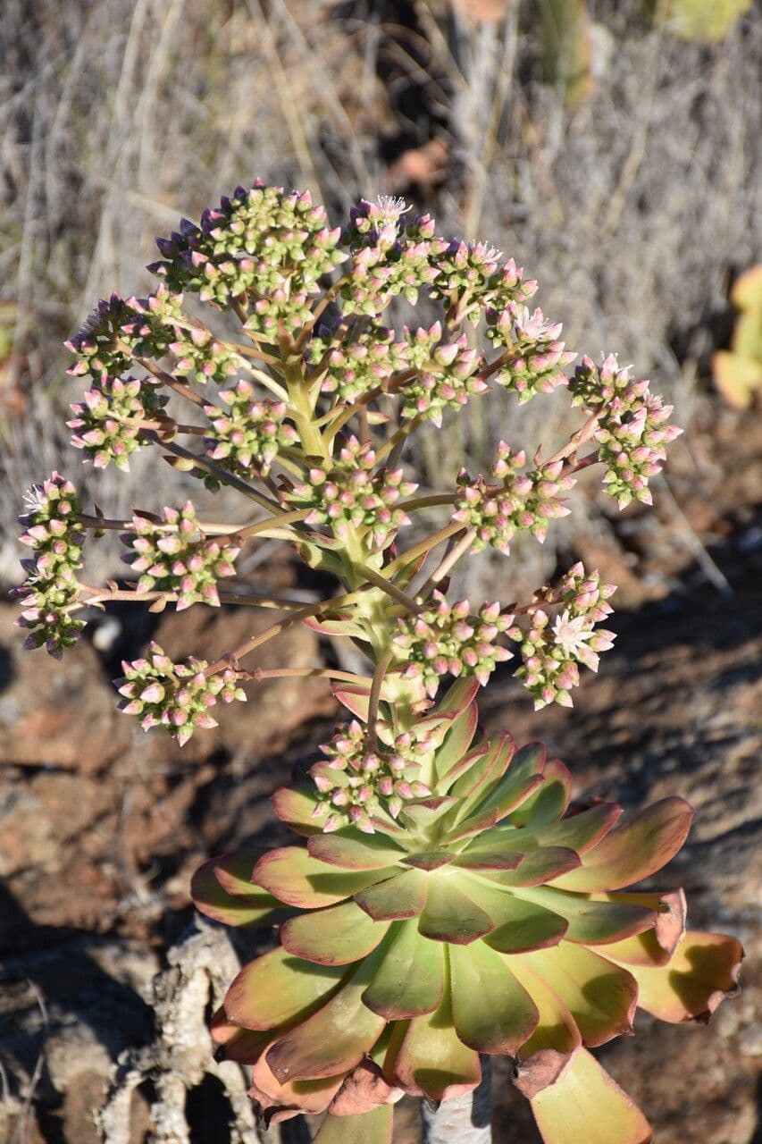 Aeonium 13