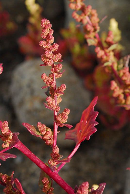 Chénopode rouge 11