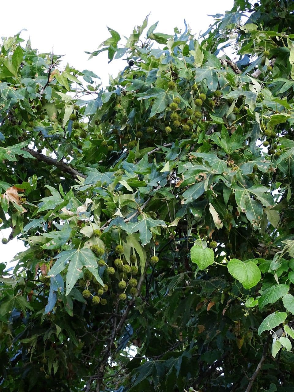 Platano della California 11