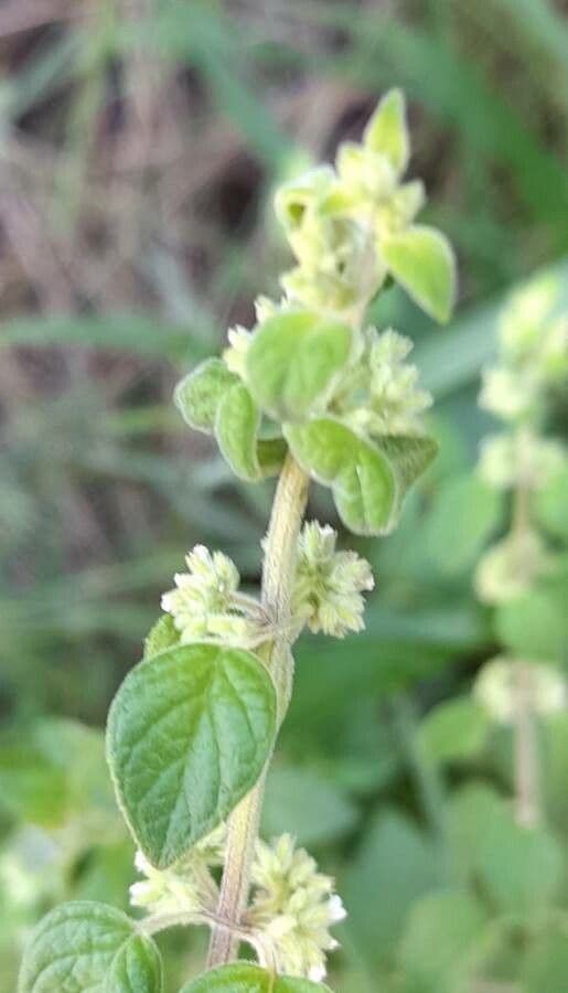Minthostachys