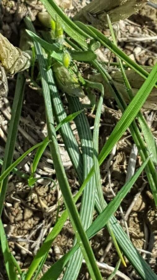 Moraea 12