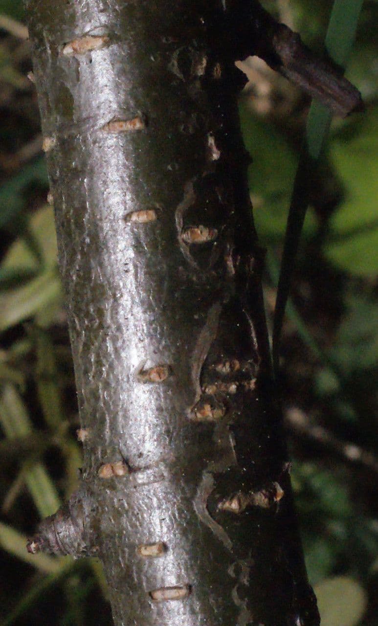 Ontano verde 21