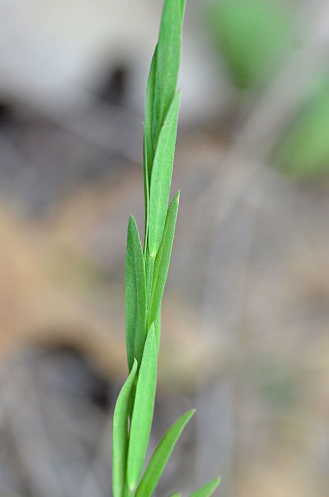 Mittlerer Lein 12