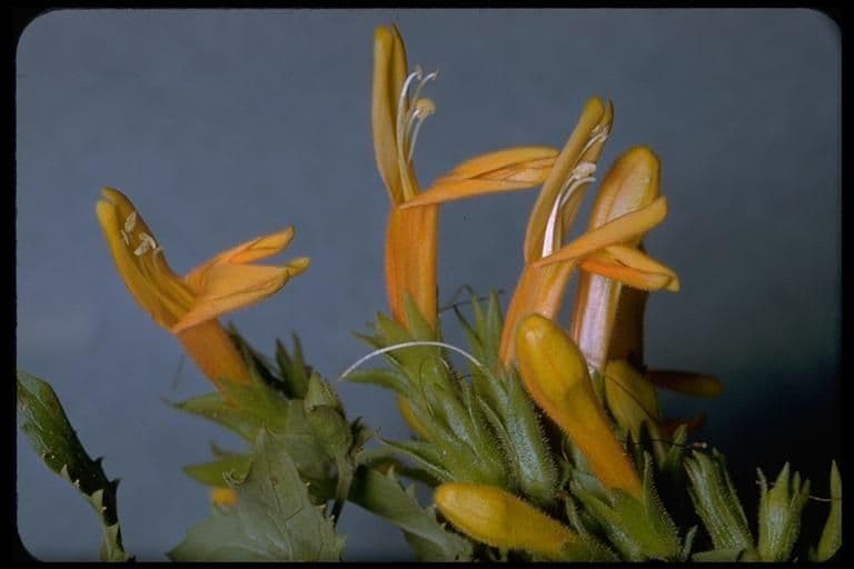 Keckiella cordifolia 5