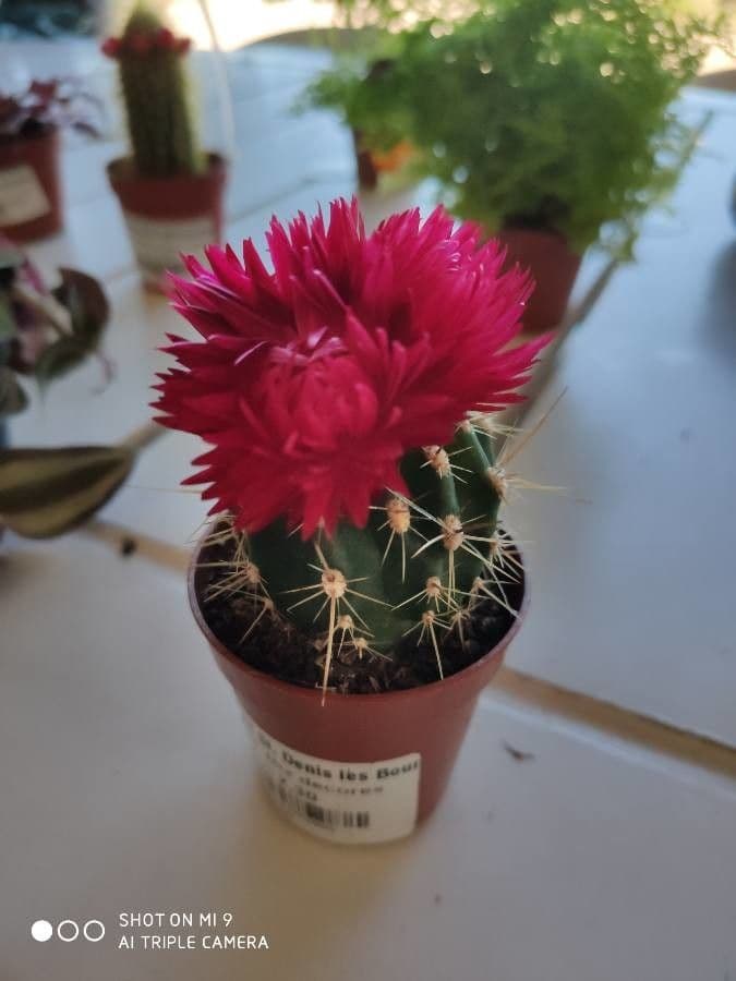 Cactus calice di rosa 2