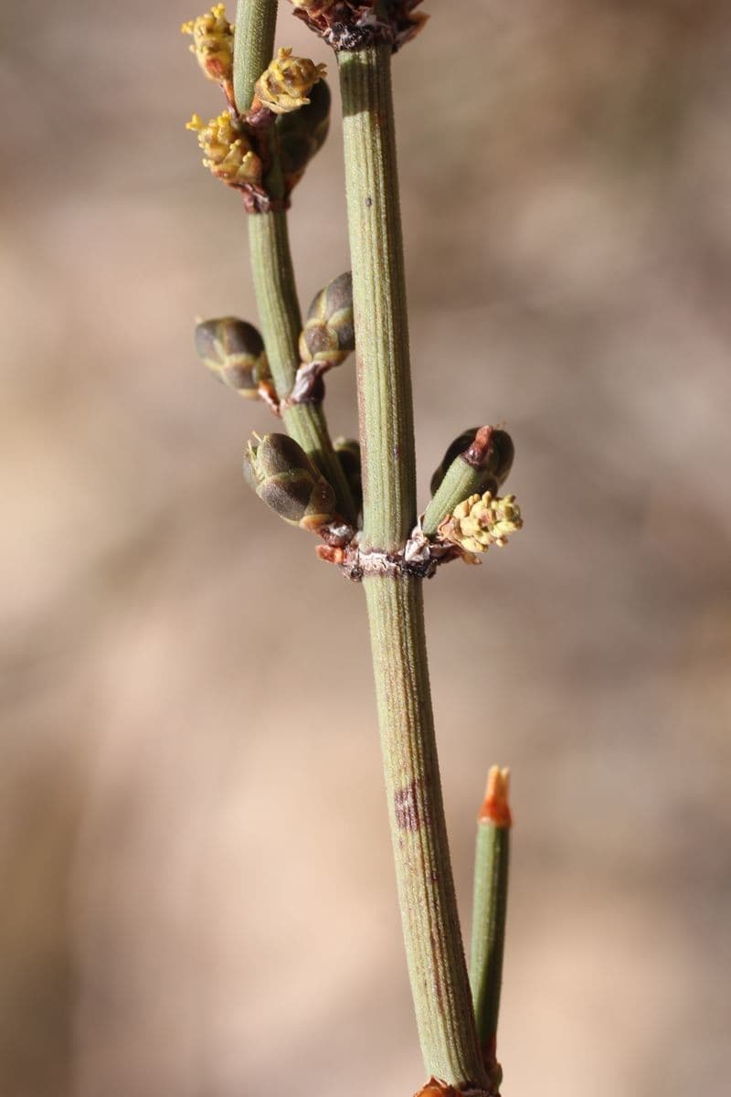 Efedra 8