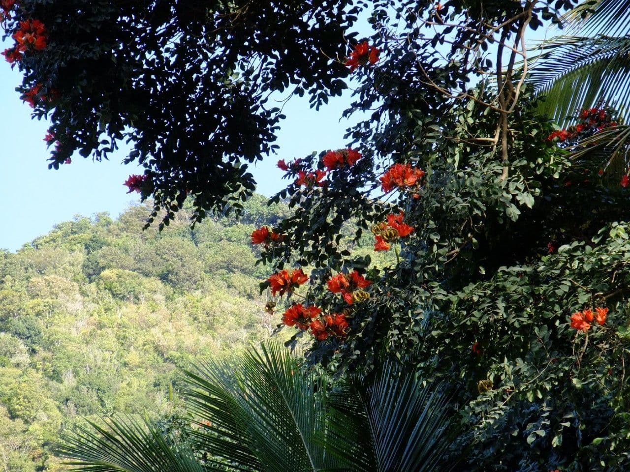 Spathodea campanulata 29