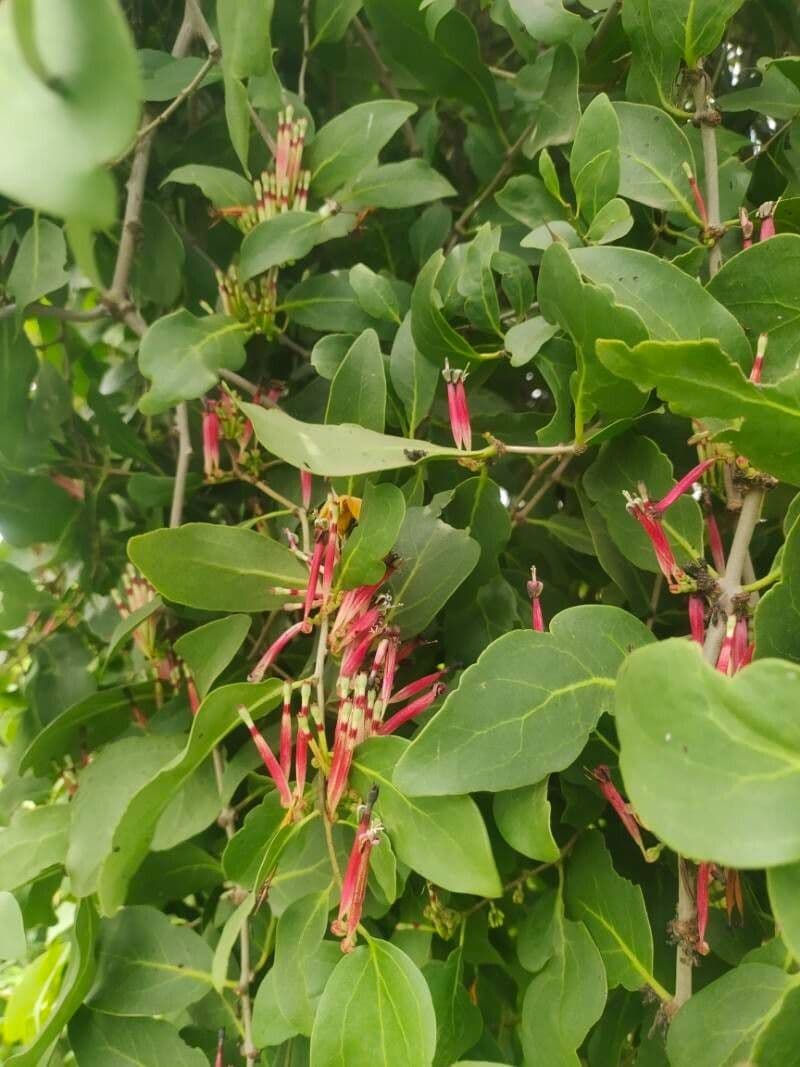 Tapinanthus 3