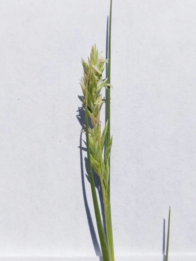 Distichlis spicata