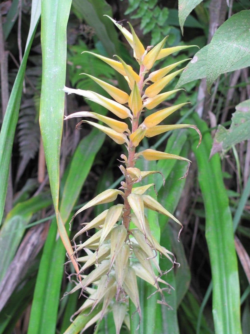 Pitcairnia 6
