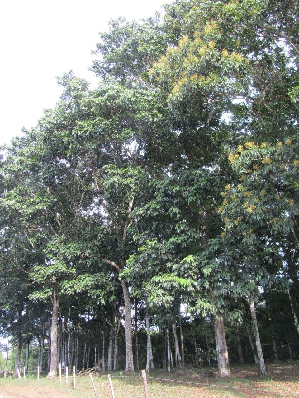 Tachigali 5