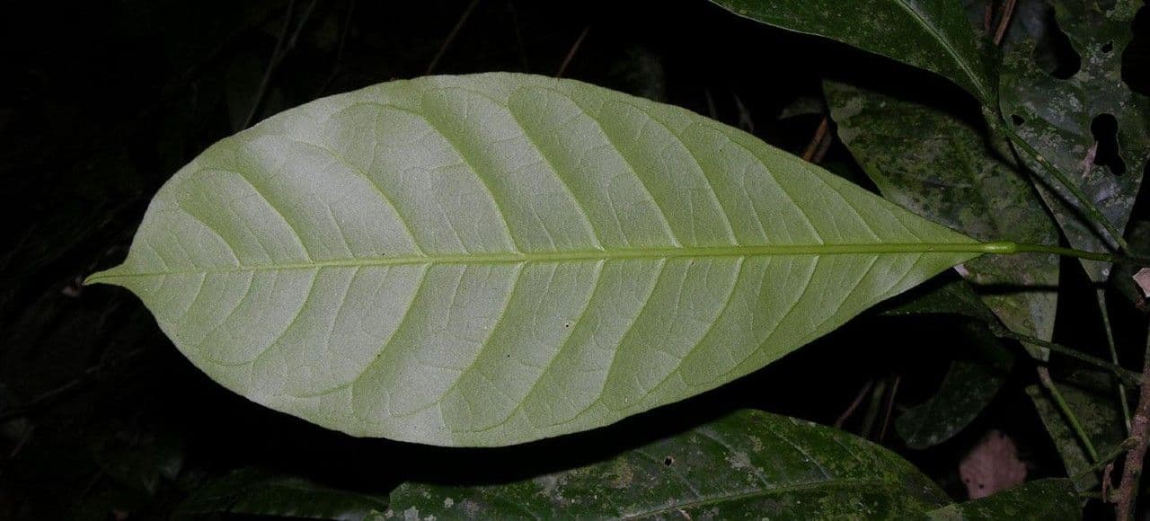 Toxosiphon 4